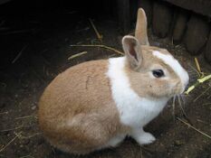 Rabbithabbit-vienna11.jpg