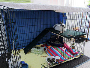 Dog Crates Online In Ontario Canada Dog Crates Online In Ontario Canada